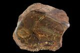 Polished Dinosaur Bone (Gembone) Section - Colorado #96441-1